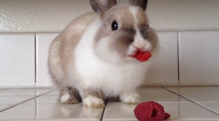 Bunny eating raspberries