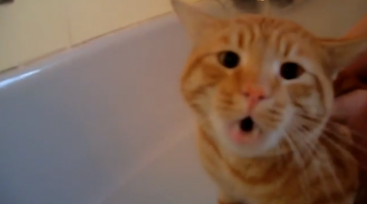 Tigger the cat says ‚NO!’ to bath