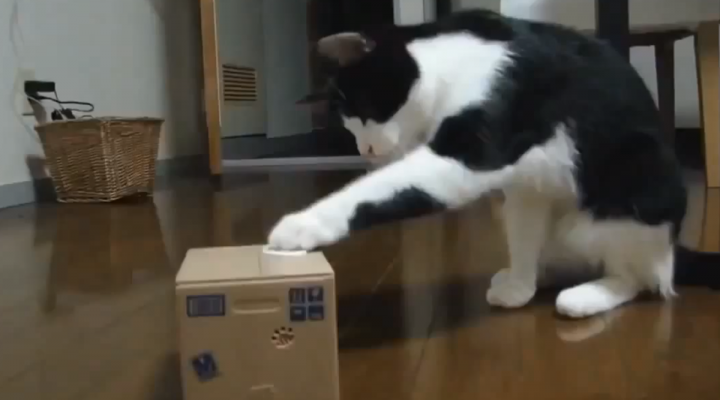 Funny cats compilation