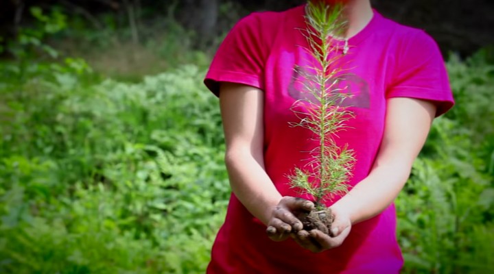 Jak powstają energooszczędne okna drewniane firmy Sokółka Okna i Drzwi